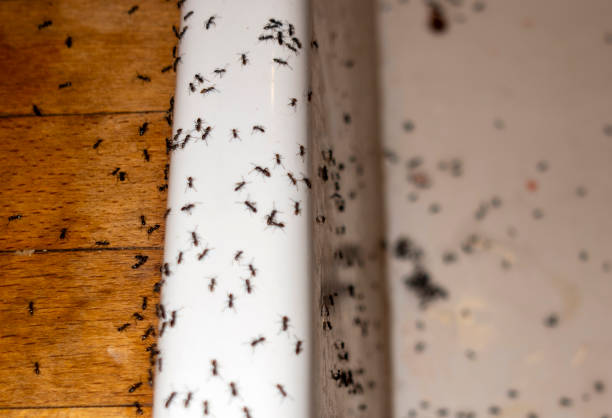 Best Affordable Pest Control Services  in Bella Vista, CA