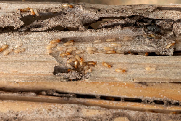 Best Commercial Pest Control Services  in Bella Vista, CA